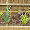 Garden Zone Garden Craft 24 in. H X 50 ft. L Steel Welded Wire Fence 2x3 in. 022450 - alternate 8